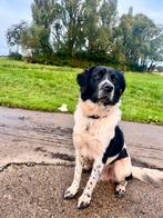 Friese stabij reu, 15 weken tot 1 jaar, Reu, CDV (hondenziekte), Eén hond