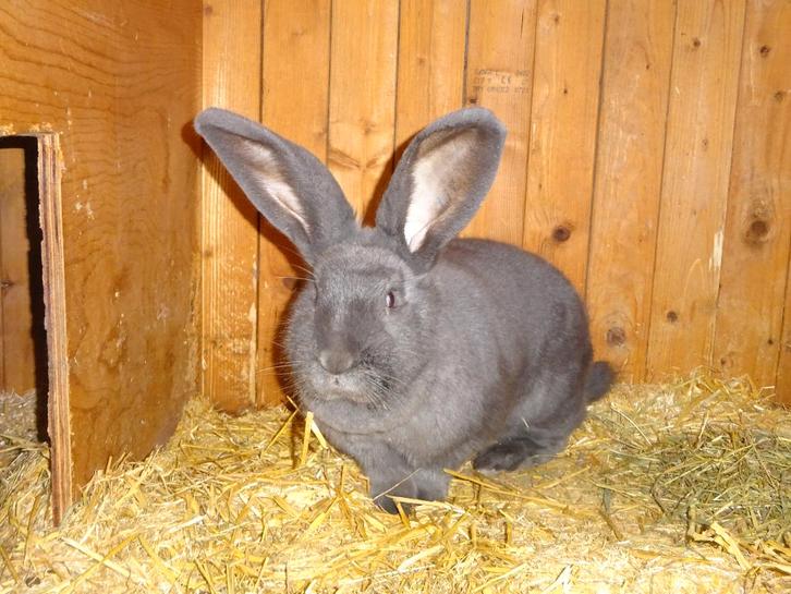 blauwe duitse reus voedster, Dieren en Toebehoren, Konijnen, Groot, Vrouwelijk, 0 tot 2 jaar