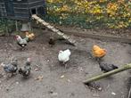 Kippen Wyandotte, Dieren en Toebehoren, Meerdere dieren, Kip