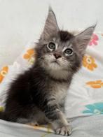 Black silver ticked Maine Coon katertje met stamboom, Kater, Gechipt, 0 tot 2 jaar