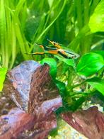 Endler guppen, guppy’s  raszuiver, Dieren en Toebehoren, Vis