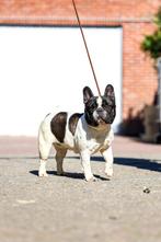 Franse Bulldogs, Dieren en Toebehoren, Honden | Bulldogs, Pinschers en Molossers, Rabiës (hondsdolheid), Teef, Bulldog, Meerdere