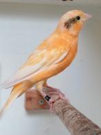 Harlekijn kanarie, Mannelijk, Kleurkanarie
