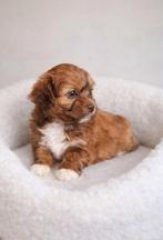Super mooie gezonde boomer pups, Overige rassen, 8 tot 15 weken, Meerdere, Meerdere dieren