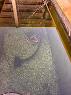 Goud windes en blauw winde, Baars of Goudwinde