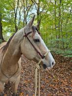 Bosal western, Dieren en Toebehoren, Ophalen of Verzenden