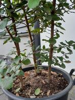 Quercus Ilex (meerstammig) 150+ (ACTIE! NU €125,-), Tuin en Terras, 100 tot 250 cm, Zomer, Volle zon, In pot
