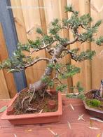 Picea Koreana Bonsai - Prachtige Koreaanse Zilverspar, Tuin en Terras, Planten | Bomen, Ophalen, Bloeit niet, Halfschaduw, Overige soorten