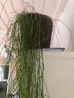 Rhipsalis hangplant ( Koraalcactus ), Overige soorten, 100 tot 150 cm, Ophalen of Verzenden, Halfschaduw