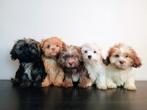 Mooie Boomer pups ShihTzu x Maltezer. Mogen mee. ️, Dieren en Toebehoren, Honden | Chihuahua's en Gezelschapshonden, Nederland