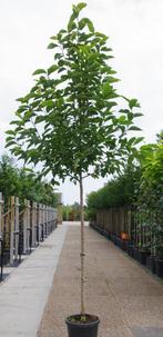 Magnolia kobus beverboom witte bloemen, Tuin en Terras, Planten | Bomen, In pot, Overige soorten, Volle zon, Ophalen