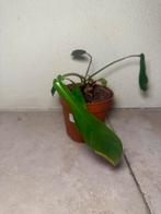 Philodendron joepii (2), Huis en Inrichting, Kamerplanten, Ophalen of Verzenden, Halfschaduw, Minder dan 100 cm