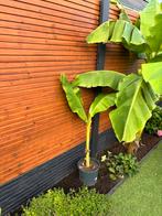 Bananenboom, Tuin en Terras, Planten | Bomen, Ophalen, Volle zon, Overige soorten, Minder dan 100 cm