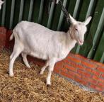 Stamboek melkgeit, Vrouwelijk, Geit