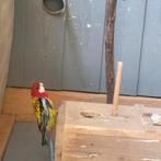Prachtrosella man, Dieren en Toebehoren, Vogels | Parkieten en Papegaaien, Mannelijk, Parkiet, Geringd