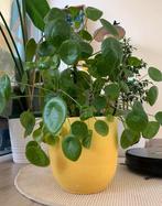 panekoeken / money plant met pot, Huis en Inrichting, Kamerplanten, Ophalen of Verzenden, Halfschaduw, Minder dan 100 cm