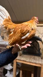 Hanen gratis op de halen, Dieren en Toebehoren, Pluimvee, Mannelijk, Kip