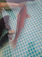 8 stuks gezonde koi karpers., Karper of Koi