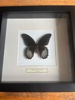 Vlinder - Papilio Rumanzovia eubalia - in goede staat, Ophalen, Zo goed als nieuw, Insect, Opgezet dier