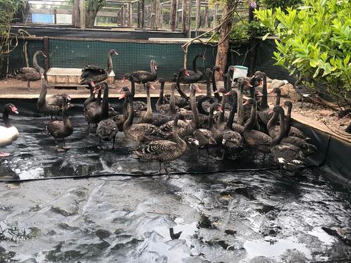 GEZOCHT ALLE SOORTEN ZWANEN / CEREOPSISGANZEN/ HOENDERGANZEN, Dieren en Toebehoren, Pluimvee, Gans of Zwaan, Meerdere dieren