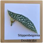 18. stippenbegonia double dot stekje €1,75, Ophalen of Verzenden, Halfschaduw, Minder dan 100 cm