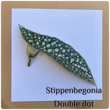 18. stippenbegonia double dot stekje €1,75 beschikbaar voor biedingen