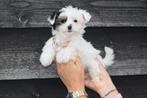 Biewer Yorkshire terrier pups, Dieren en Toebehoren, Honden | Jack Russells en Terriërs, Yorkshire Terriër, Rabiës (hondsdolheid)