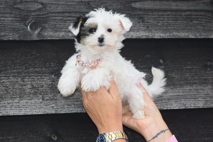 Biewer Yorkshire terrier pups, Dieren en Toebehoren, Honden | Jack Russells en Terriërs, Meerdere dieren, Yorkshire Terriër, Fokker | Professioneel