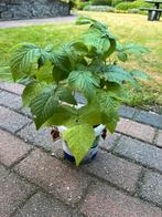 Gele zomer en herfst framboos, Tuin en Terras, Planten | Tuinplanten, Ophalen, Zomer, Volle zon