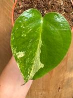Monstera deliciosa variegata plant ming albo white wit, Ophalen of Verzenden, Halfschaduw, Minder dan 100 cm