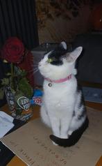 Kitten, Ophalen, Zo goed als nieuw