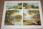 Antieke botanische kleurenlitho - Strandplanten - ca 1900 !!, Ophalen of Verzenden
