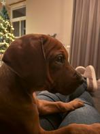 Rhodesian Ridgeback pups (allen verkocht/gereserveerd), Overige rassen, 8 tot 15 weken, CDV (hondenziekte), Meerdere