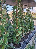 Trachelospermum jasminoides - Sterjasmijn Toscaanse jasmijn, Tuin en Terras, Volle zon, Vaste plant, Ophalen of Verzenden, Klimplanten