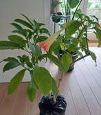 Brugmansia suaveolens pink, Volle zon, Vaste plant, Zomer, Ophalen