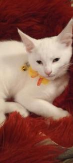 Te koop, Dieren en Toebehoren, Katten en Kittens | Raskatten | Langhaar, Kater, Ontwormd, 0 tot 2 jaar