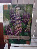 Lupine blauwe, Ophalen of Verzenden, Volle zon