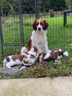 Prachtige kooikerpups, Overige rassen, CDV (hondenziekte), 8 tot 15 weken, Meerdere