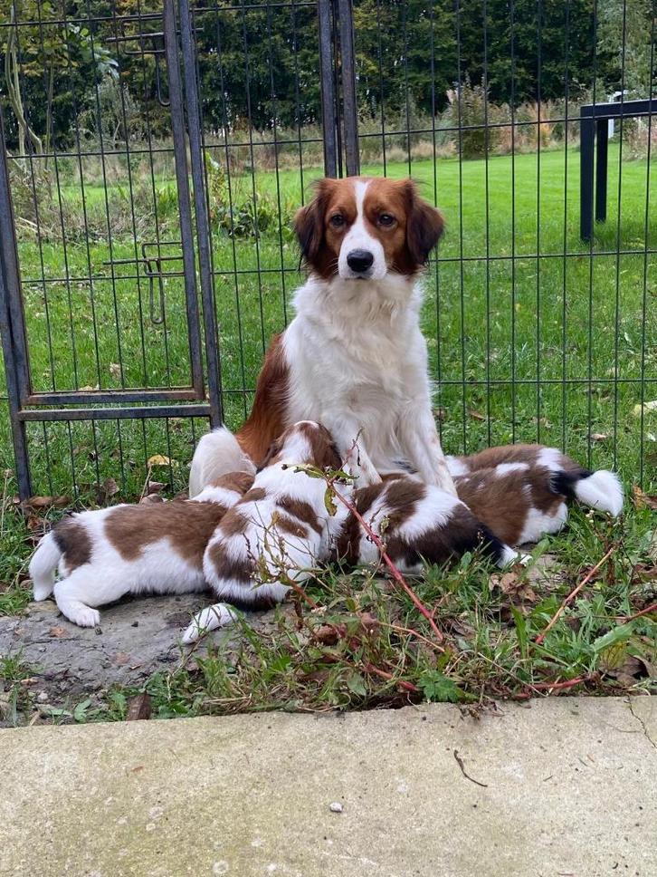 Prachtige kooikerpups, Dieren en Toebehoren, Honden | Retrievers, Spaniëls en Waterhonden, Meerdere dieren, Overige rassen, Fokker | Hobbymatig