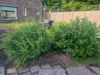Gratis! 2 forse struiken, mooi model!, Ophalen, Overige soorten, Struik, 100 tot 250 cm