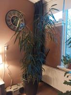 Ficus maclellandii - Prachtige kamerplant!, Ophalen of Verzenden, Ficus, Halfschaduw, Minder dan 100 cm