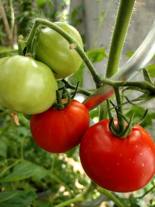 Tomaat Marmande (vleestomaat) - Lycopersicon lycopersicum,, Tuin en Terras, Bloembollen en Zaden, Verzenden