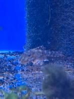 L103 clown pleco, Vis