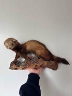 Geprepareerde Marterachtige (Bunzing? Fret?) op Hout, Ophalen