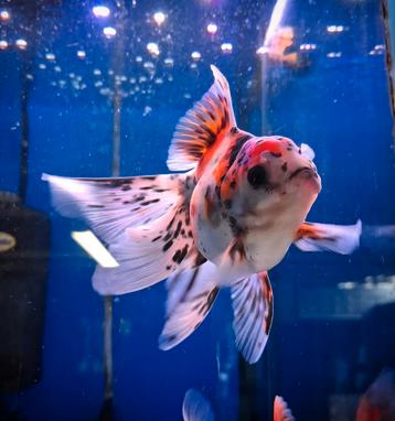 Prachtige Calico oranda! @Vijvercentrum Apeldoorn  beschikbaar voor biedingen