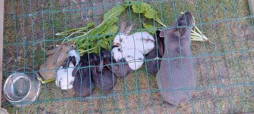 Jonge vlaamse reus x lotharinger konijnen, Dieren en Toebehoren, Pluimvee, Overige soorten, Meerdere dieren