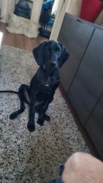 Jonge kort harig pup, Dieren en Toebehoren, Honden | Retrievers, Spaniëls en Waterhonden, Overige rassen, 1 tot 2 jaar, Meerdere dieren