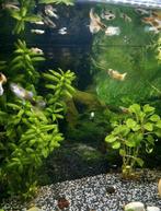 Diverse guppies, Dieren en Toebehoren, Vis