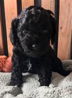 Nog 1 prachtige mini labradoodle reutje beschikbaar, Dieren en Toebehoren, Honden | Retrievers, Spaniëls en Waterhonden, Overige rassen