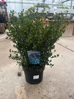Ceanothus impressus 'Victoria' - Sierstruik €19,95, Ophalen of Verzenden, Overige soorten, Struik, Minder dan 100 cm